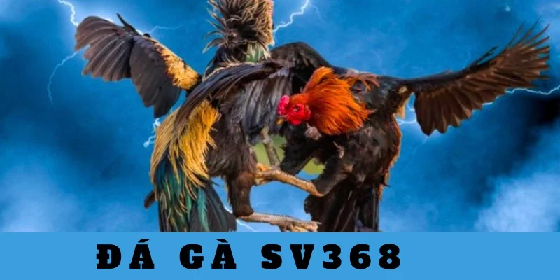 Giới thiệu kê thủ sảnh đá gà SV368 chất lượng nhất trên thị trường