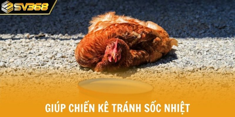 Chăm sóc đúng mùa giúp chiến kê tránh sốc nhiệt